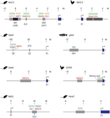 Heart Enhancers: Development and Disease Control at a Distance